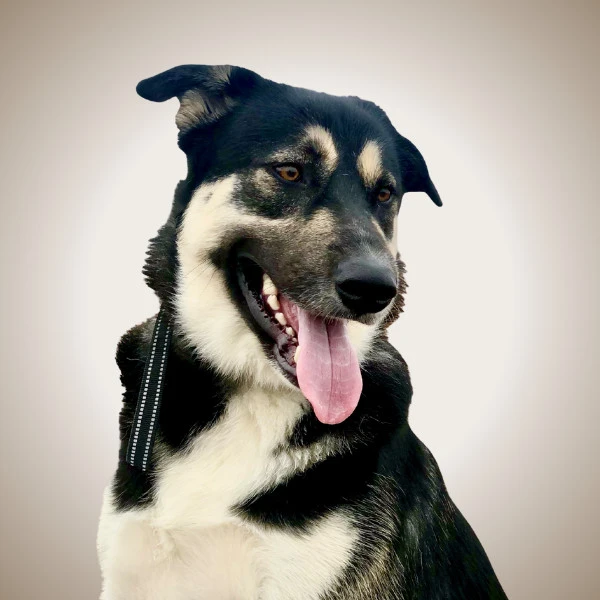 Biggie - pet of New West