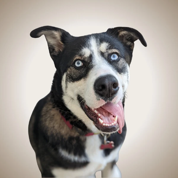 Cara - pet of New West
