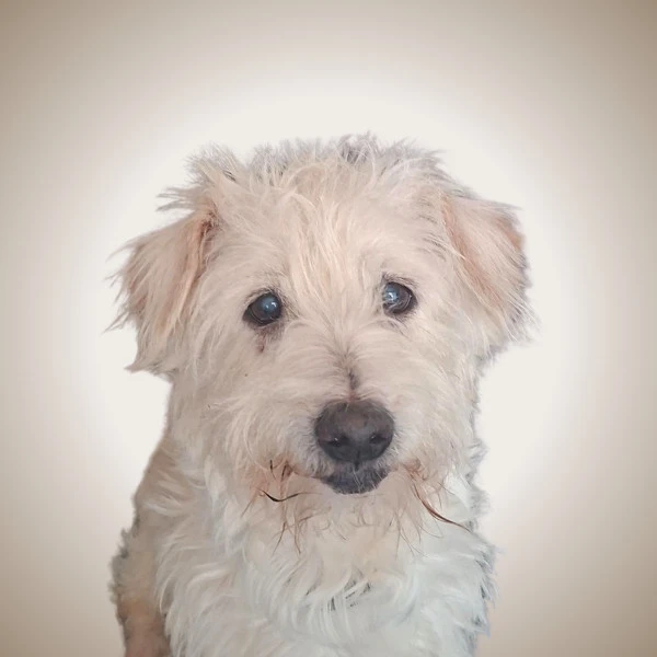 Charlie - pet of New West