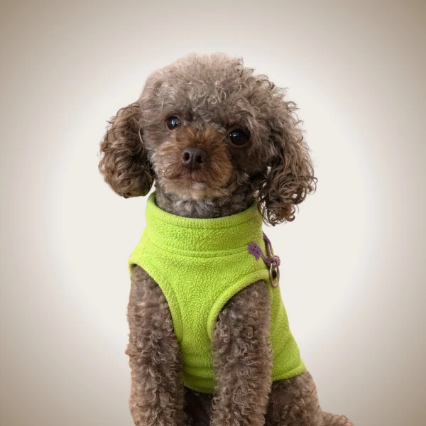 Chip - pet of New West