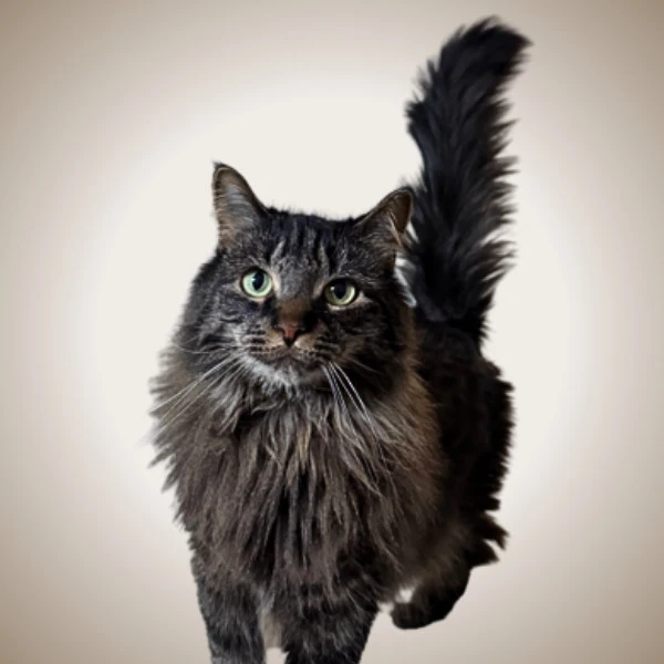 Cleo - pet of New West