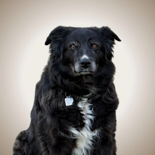 Daisy - pet of New West