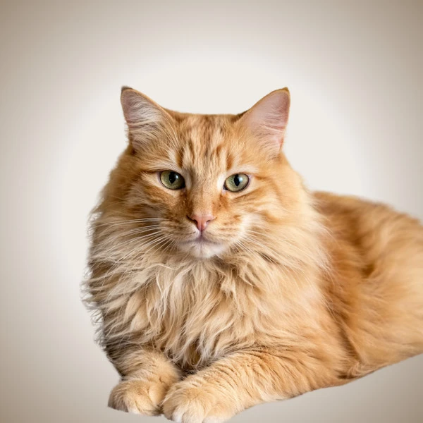 Dexter - pet of New West