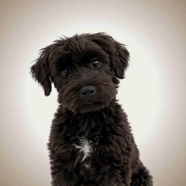Hanz - pet of New West