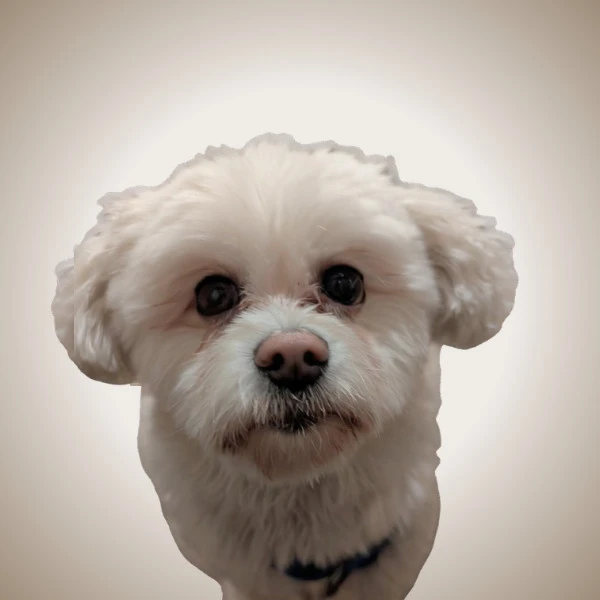 Joey - pet of New West