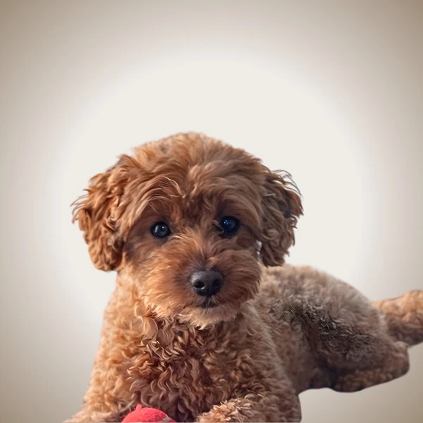 Maple - pet of New West
