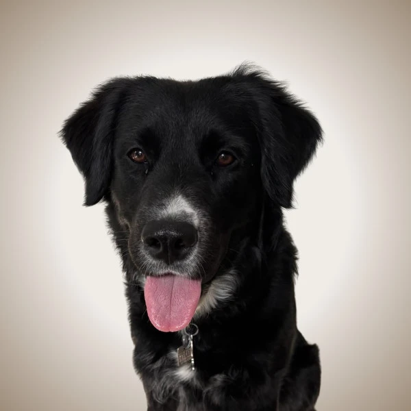 Marlowe - pet of New West