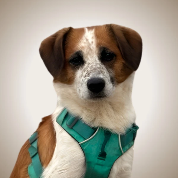 Ollie - pet of New West