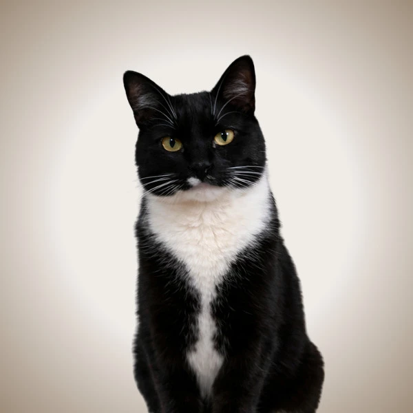 Oscar - pet of New West