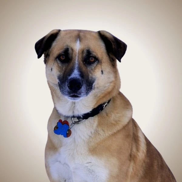 Wilson - pet of New West