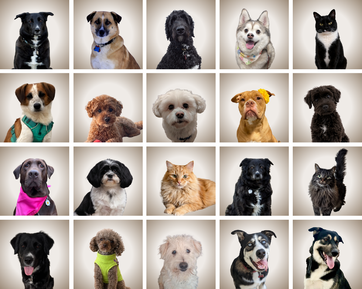 Pets of New West